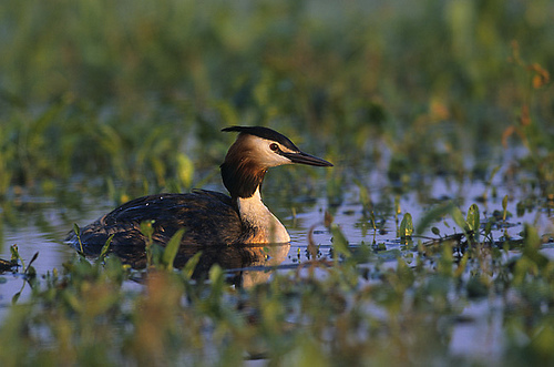 http://en.wikipedia.org/wiki/File:Podiceps_cristatus_3_(Marek_Szczepanek).jpg