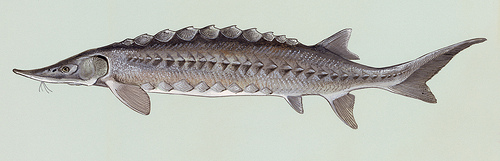 http://commons.wikimedia.org/wiki/File:Acipenser_oxyrhynchus.jpg