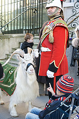 http://commons.wikimedia.org/wiki/File:Military_goat.jpg