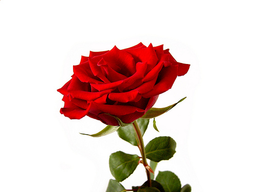 Free Rose Image Download Free Clip Art Free Clip Art On Clipart Library