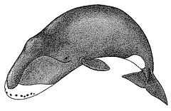 http://commons.wikimedia.org/wiki/File:Drawing_of_the_bowhead_whale.gif