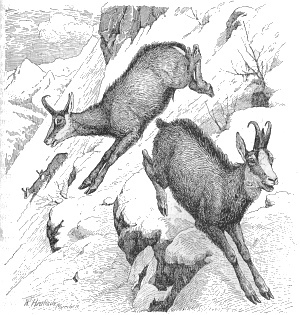 http://commons.wikimedia.org/wiki/File:Heubach_chamois.jpg