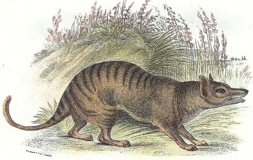 http://commons.wikimedia.org/wiki/File:Thylacineprint.jpg