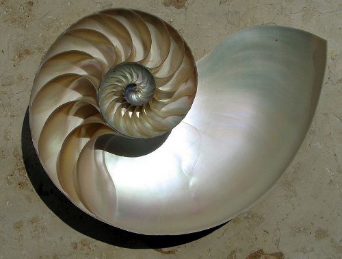 http://commons.wikimedia.org/wiki/File:NautilusCutawayLogarithmicSpiral.jpg