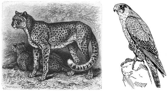 http://commons.wikimedia.org/wiki/File:Brehms_Het_Leven_der_Dieren_Zoogdieren_Orde_4_Afrikaanse_Gepard_(Cynailurus_guttatus).jpg