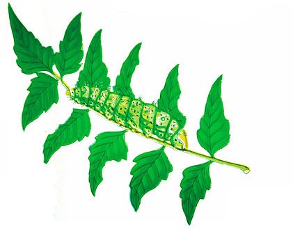 http://commons.wikimedia.org/wiki/File:Silkworm-moth-bombyx-cynthia.jpg