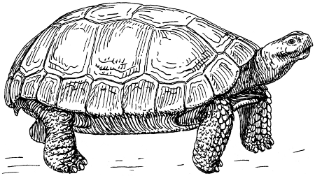 http://commons.wikimedia.org/wiki/File:Tortoise_(PSF).png