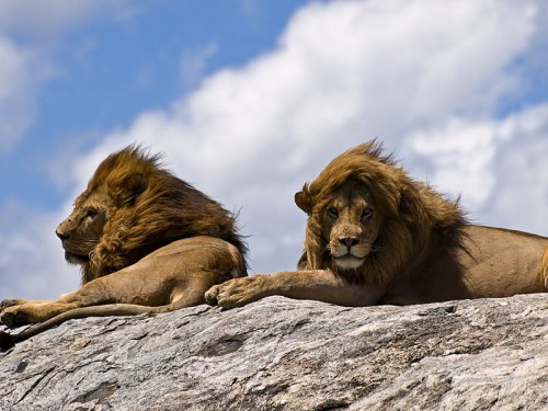 http://commons.wikimedia.org/wiki/File:Lions_on_rock.jpg