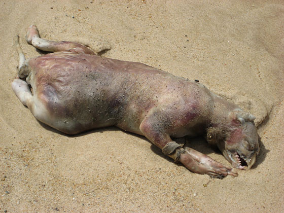 http://en.wikipedia.org/wiki/File:RhodeislandMonster.jpg