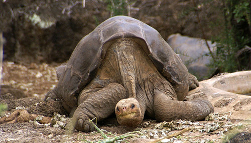 http://commons.wikimedia.org/wiki/File:Lonesome_George_-Pinta_giant_tortoise_-Santa_Cruz.jpg