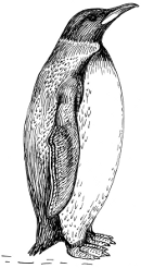 http://commons.wikimedia.org/wiki/File:Penguin_2_(PSF).png