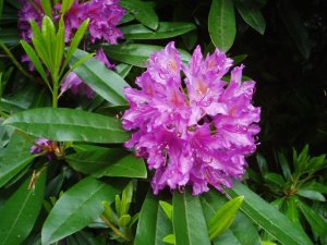 http://commons.wikimedia.org/wiki/File:Rhododendron-by-eiffel-public-domain-20040617.jpg