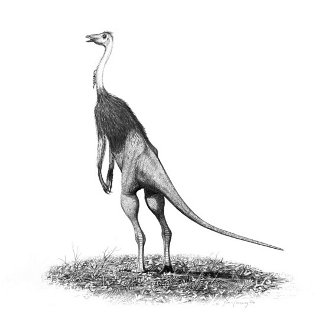 http://commons.wikimedia.org/wiki/File:Struthiomimus_altus_jconway.jpg