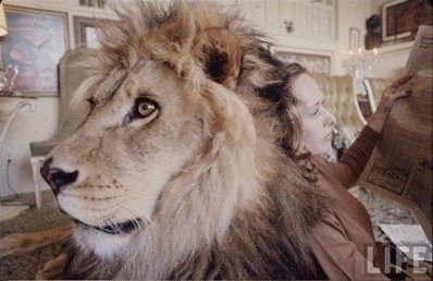 2012-05-19-house-cat-1 hedren lion 1