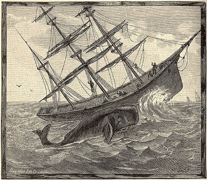 essex whale attack