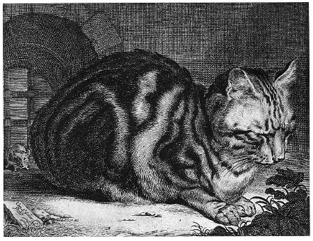 http://en.wikipedia.org/wiki/File:Cat_Sleeping.jpg