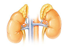 http://commons.wikimedia.org/wiki/File:Illu_adrenal_gland-es.png