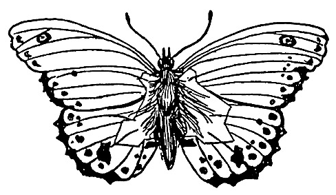 baden-powell butterfly
