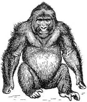 http://commons.wikimedia.org/wiki/File:Gorilla_2_(PSF).png