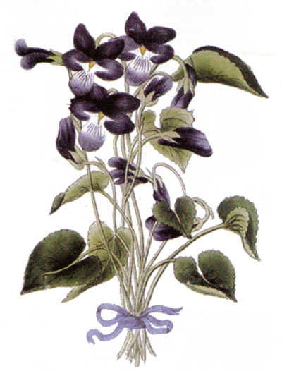 canu - corporal violet