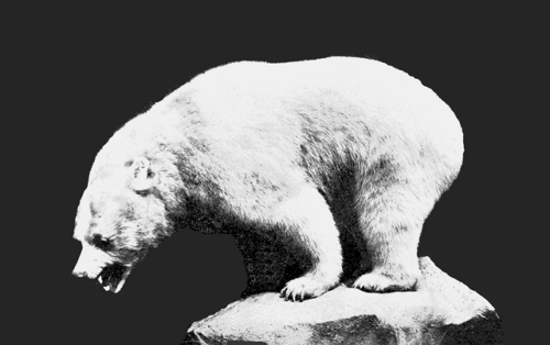 http://commons.wikimedia.org/wiki/File:PSM_V66_D484_Inland_white_bear.png