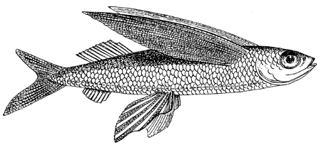 http://commons.wikimedia.org/wiki/File:Flying_Fish_(PSF).png