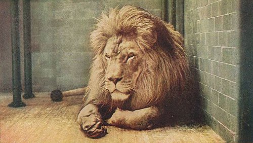 http://commons.wikimedia.org/wiki/File:PostcardBarbaryLionSultanNYZoologicalPark1905.jpg