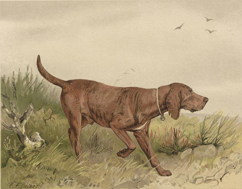 http://commons.wikimedia.org/wiki/File:Deiker_Jagdbare_Tiere_1093204.jpg