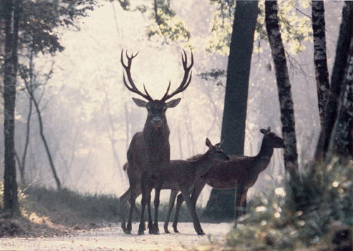 http://commons.wikimedia.org/wiki/File:Red_Deers_on_a_path_in_a_forest_of_Haute-Normandie.jpg