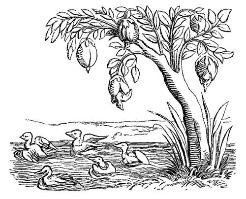 http://commons.wikimedia.org/wiki/File:Barnacle_Geese_Fac_simile_of_an_Engraving_on_Wood_from_the_Cosmographie_Universelle_of_Munster_folio_Basle_1552.png