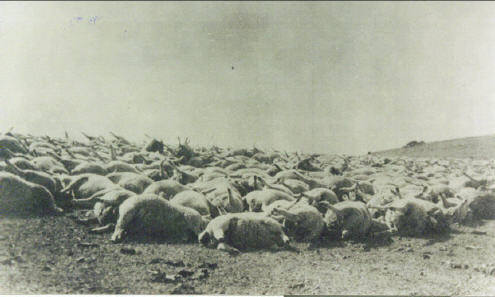 1939 sheep kill