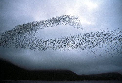 http://commons.wikimedia.org/wiki/File:Auklet_flock_Shumagins_1986.jpg