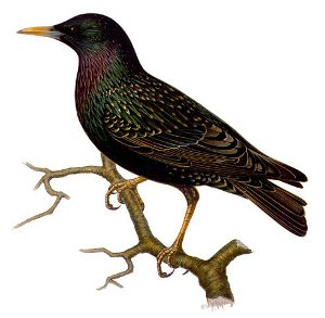 http://commons.wikimedia.org/wiki/File:Sturnus_vulgaris_m.jpg