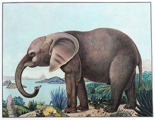 http://commons.wikimedia.org/wiki/File:Der_afrikanische_Elefant.jpg