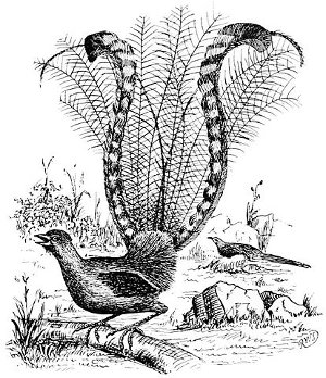 http://commons.wikimedia.org/wiki/File:PSM_V46_D799_The_lyre_bird_menura_superba.jpg