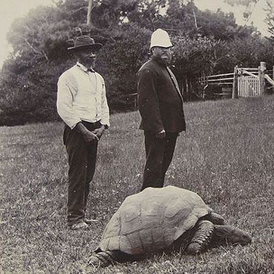 https://commons.wikimedia.org/wiki/File:Jonathan-the-tortoise-1900.jpeg