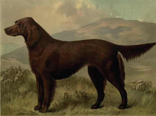 https://commons.wikimedia.org/wiki/File:Irish_Setter_circa_1881.jpg