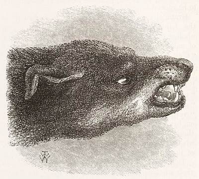 https://commons.wikimedia.org/wiki/File:Snarling_dog_from_Darwin%27s_Expression_of_Emotions...._Wellcome_L0049522.jpg