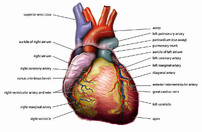 http://commons.wikimedia.org/wiki/File:Anatomy_Heart_English_Tiesworks.jpg