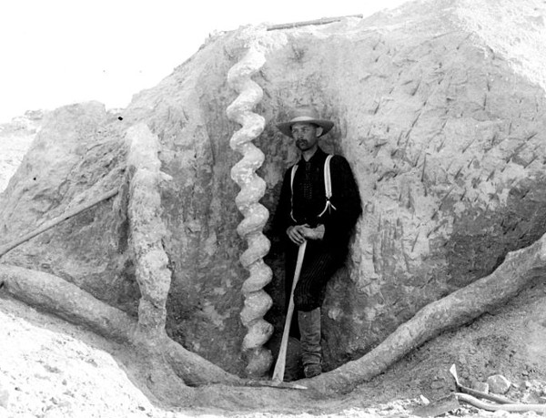 http://commons.wikimedia.org/wiki/File:Daemonelix_burrows,_Agate_Fossil_Beds.jpg