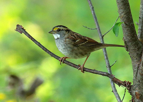 http://commons.wikimedia.org/wiki/File:White-Throated_Sparrow_(15104705620).jpg