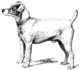 https://commons.wikimedia.org/wiki/File:PSM_V40_D249_Smooth_coated_fox_terrier.jpg