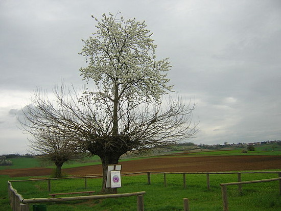 https://commons.wikimedia.org/wiki/File:Bialbero_di_Casorzo.jpg