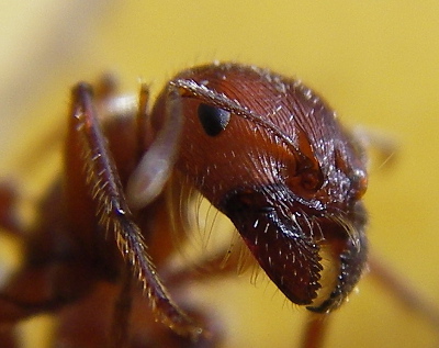 https://commons.wikimedia.org/wiki/File:Ant_head_closeup.jpg