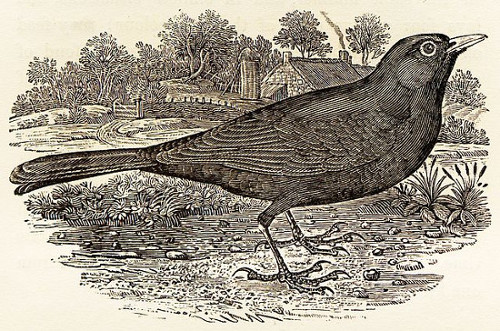 https://commons.wikimedia.org/wiki/File:Blackbird_by_Thomas_Bewick.jpg