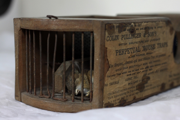 http://blogs.reading.ac.uk/merl/2016/02/03/155-year-old-mouse-trap-claims-its-latest-victim/
