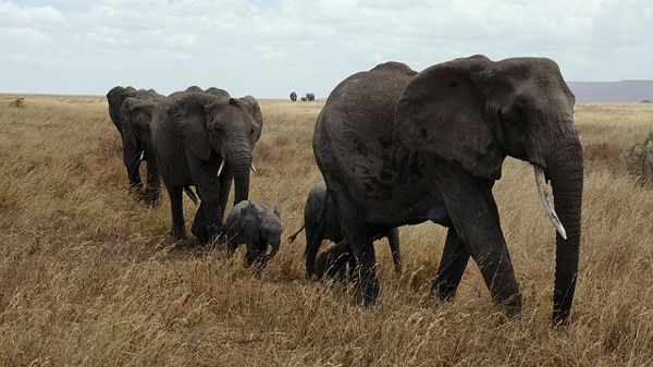 https://pixabay.com/en/elephant-serengeti-national-park-687338/