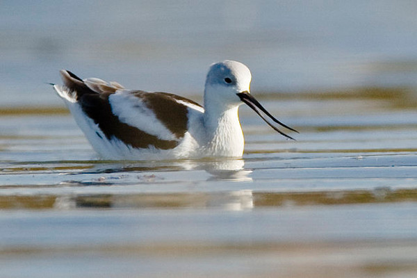 https://commons.wikimedia.org/wiki/File:American_Avocet_winter_plumage.jpg