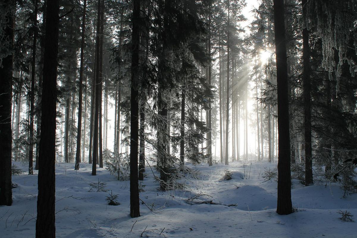https://pixabay.com/en/forest-woods-trees-woody-trunks-287807/