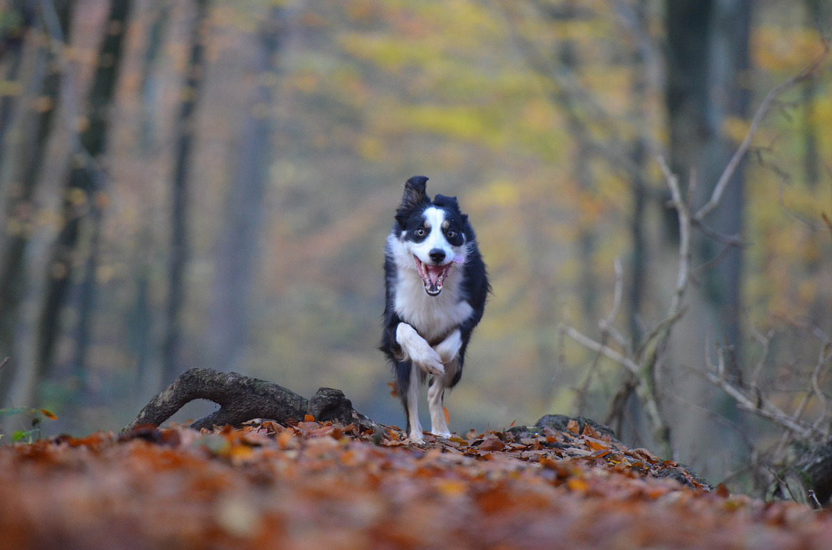 https://pixabay.com/en/autumn-dog-running-dog-forest-665149/